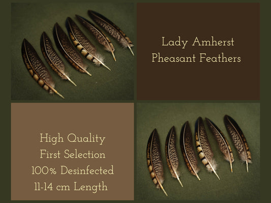 Lady Amherst Fasanenfedern schwarz-weiß – Ansicht 2