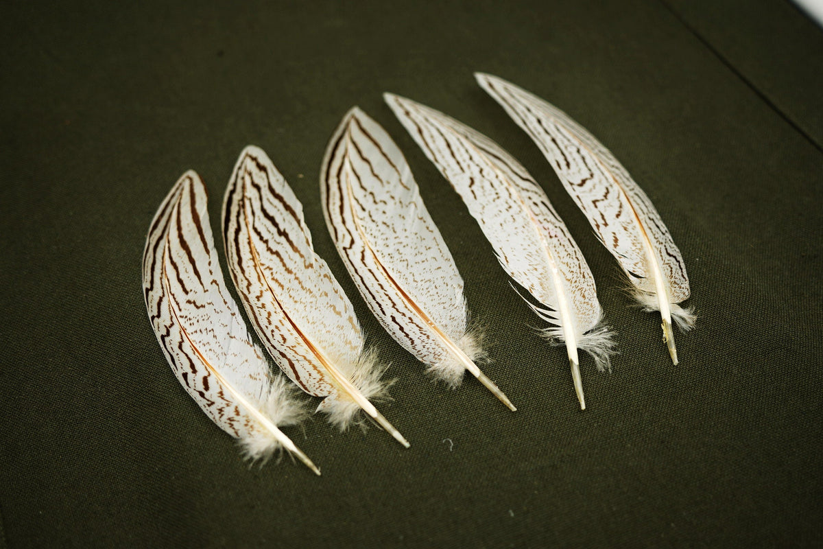 Silver Pheasant Feathers – Natural Pheasant Feathers for Decor & Crafts, 14–20 cm