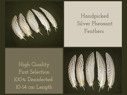 Silver Pheasant Feathers – Natural Pheasant Feathers for Decor & Crafts, 14–20 cm – view 2