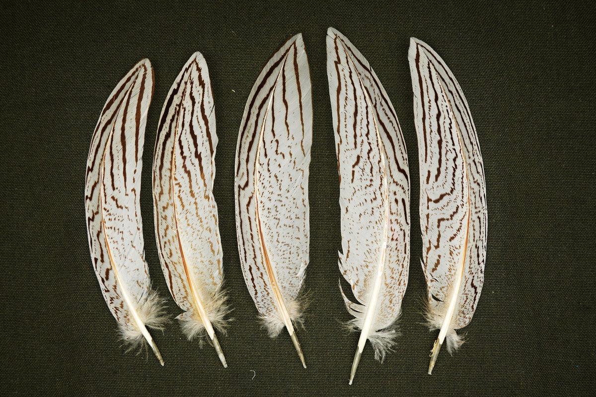 Silver Pheasant Feathers – Natural Pheasant Feathers for Decor & Crafts, 14–20 cm – view 3