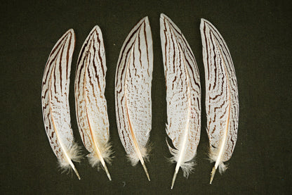 Silver Pheasant Feathers – Natural Pheasant Feathers for Decor & Crafts, 14–20 cm – view 3